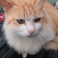 photo de livraison pour Adoption Féline Estuaire