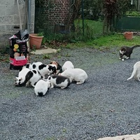 photo de livraison pour Sweety Pets