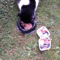 photo de livraison pour Chats Oubliés