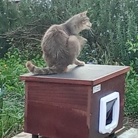 photo de livraison pour Les chats libres de Caro