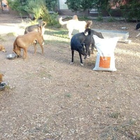 photo de livraison pour Help Adopt Moroccan Animals