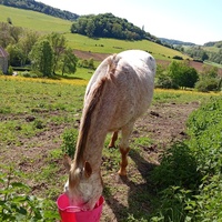 photo de livraison pour Chats errants du val du crenu