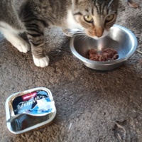 photo de livraison pour Catmondou