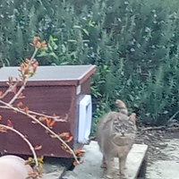 photo de livraison pour Les chats libres de Caro