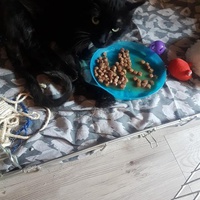 photo de livraison pour Eden Cat