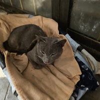 photo de livraison pour L'Arche de la Gazelle