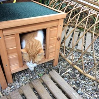 photo de livraison pour Les chats de chez nous