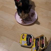 photo de livraison pour Choupi Matou Dit