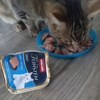 photo de livraison pour Les Pattounes de l'Espoir