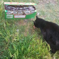 photo de livraison pour Les chats Port-Saint-Louisiens