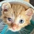 photo animal