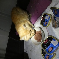 photo de livraison pour Jardin des Chats