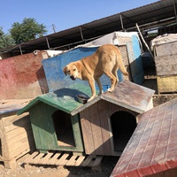 photo de livraison pour Animals voice Macedonia