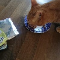 photo de livraison pour Association Chats Errants Ronchin