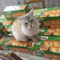 photo de livraison pour Les Chats du Mercantour