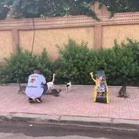 photo de livraison pour L'Arche de Noé