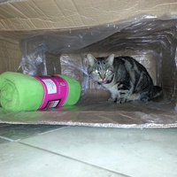photo de livraison pour Aide Aux Chats
