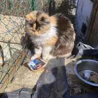photo de livraison pour Cosette