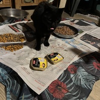 photo de livraison pour Les chats de chez nous