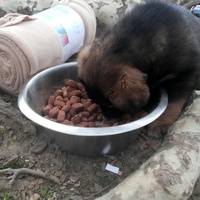 photo de livraison pour Help Doggy