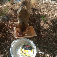 photo de livraison pour Les Chats-Pitresdelavi-Ste