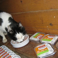 photo de livraison pour Au Bonheur des Chats Libres