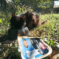 photo de livraison pour Catmondou