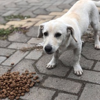 photo de livraison pour Mira Shorak Assante Di Capillo