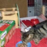 photo de livraison pour Les chats Port-Saint-Louisiens