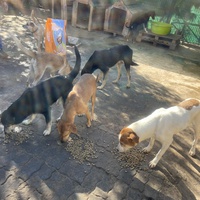 photo de livraison pour Comme Chiens et Chats Maroc