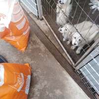 photo de livraison pour Friends for second hand paws vzw