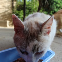 photo de livraison pour Chatsociation71