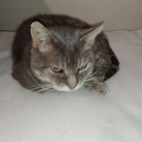 photo de livraison pour Hungry Cats14