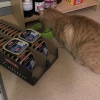 photo de livraison pour Les Chats Libres de la Canterrane