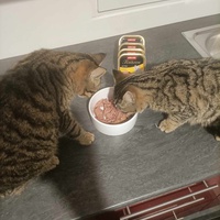 photo de livraison pour Stérilcat 80