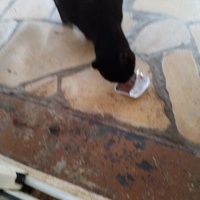 photo de livraison pour Chats Grains d'Amour