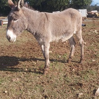 photo de livraison pour Equi-Libre : Droit à la Retraite Equine