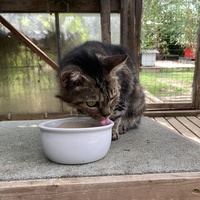 photo de livraison pour STREET CATS