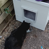 photo de livraison pour L’École du Chat de Saint-Denis Langevin