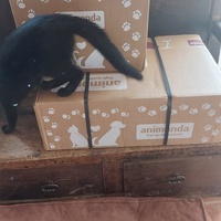 photo de livraison pour Les Chats Libres de la Lèze