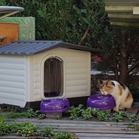 photo de livraison pour Les Chats'nonymes