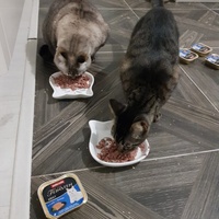 photo de livraison pour La Vraie Magie des Chats