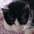 photo animal