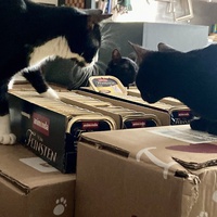 photo de livraison pour Association C.A.T.S. Chat Animal Terrien Solidarité
