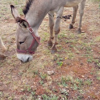 photo de livraison pour Equi-Libre : Droit à la Retraite Equine