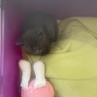 photo de livraison pour Les Chats de la Rue