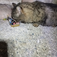 photo de livraison pour Au Rendez-vous des Animaux
