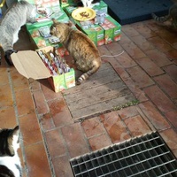 photo de livraison pour L'Ecole du Chat Istreen