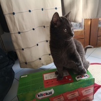 photo de livraison pour Chatons de l'Espoir