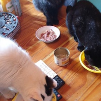 photo de livraison pour Ecole du Chat d’Arbois
